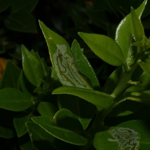 Phyllocnistis citrella at Freshwater Creek, VIC - suppressed
