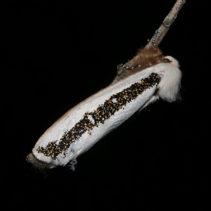 Oenosandra boisduvalii at Freshwater Creek, VIC - 25 Mar 2021 10:21 PM