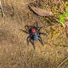 Missulena occatoria (Red-headed Mouse Spider) at Mount Bruno, VIC - 22 Sep 2024 by Darcy