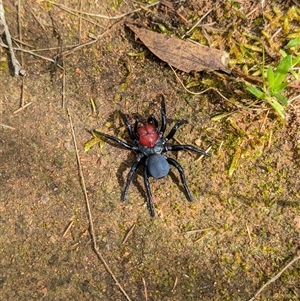 Missulena occatoria at Mount Bruno, VIC - 22 Sep 2024 10:56 AM