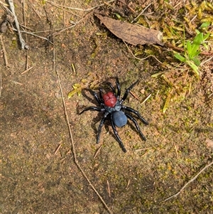 Missulena occatoria at Mount Bruno, VIC - 22 Sep 2024