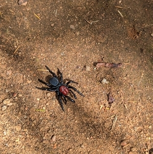 Missulena occatoria at Mount Bruno, VIC - 22 Sep 2024