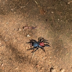 Missulena occatoria at Mount Bruno, VIC - 22 Sep 2024