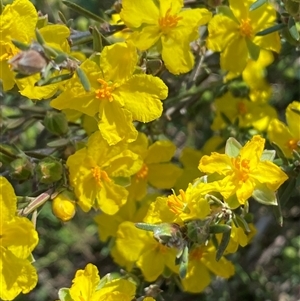 Hibbertia calycina at Whitlam, ACT - 23 Sep 2024