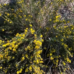 Hibbertia calycina at Whitlam, ACT - 23 Sep 2024 01:02 PM