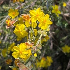 Hibbertia calycina at Whitlam, ACT - 23 Sep 2024