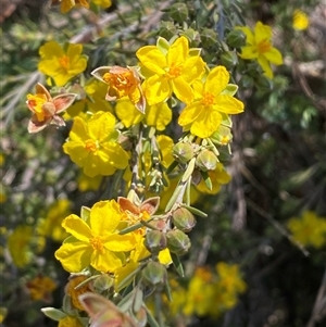 Hibbertia calycina at Whitlam, ACT - 23 Sep 2024 01:02 PM