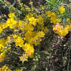 Hibbertia calycina at Whitlam, ACT - 23 Sep 2024 01:02 PM