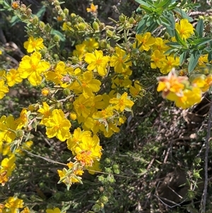 Hibbertia calycina at Whitlam, ACT - 23 Sep 2024