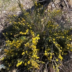 Hibbertia calycina at Whitlam, ACT - 23 Sep 2024