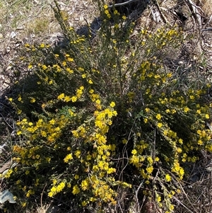 Hibbertia calycina at Whitlam, ACT - 23 Sep 2024 01:02 PM