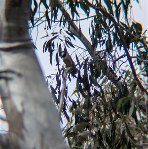 Pachycephala rufiventris at Mount Bruno, VIC - 22 Sep 2024