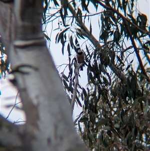 Pachycephala rufiventris at Mount Bruno, VIC - 22 Sep 2024 10:59 AM