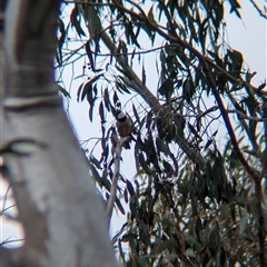 Pachycephala rufiventris at Mount Bruno, VIC - 22 Sep 2024 10:59 AM