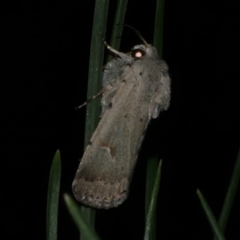 Proteuxoa paratorna (owlet moth) at Freshwater Creek, VIC - 25 Mar 2021 by WendyEM