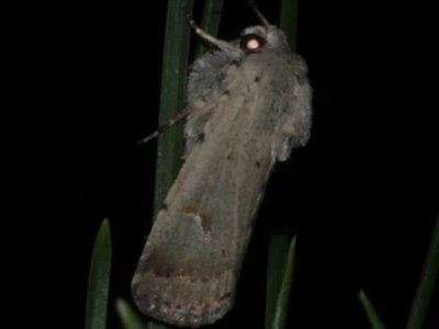 Proteuxoa paratorna (owlet moth) at Freshwater Creek, VIC - 25 Mar 2021 by WendyEM