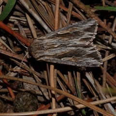 Persectania ewingii (Southern Armyworm) at Freshwater Creek, VIC - 25 Mar 2021 by WendyEM