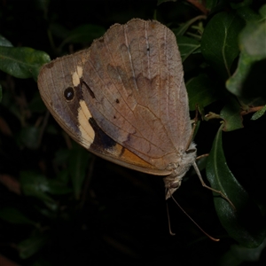 Heteronympha merope at Freshwater Creek, VIC - 25 Mar 2021 09:48 PM