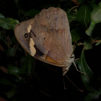 Heteronympha merope (Common Brown Butterfly) at Freshwater Creek, VIC - 25 Mar 2021 by WendyEM