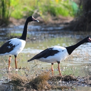 Anseranas semipalmata (Magpie Goose) at Quandialla, NSW by Harrisi