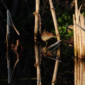 Zapornia pusilla (Baillon's Crake) at Lake Cargelligo, NSW by Harrisi