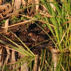 Zapornia pusilla at Lake Cargelligo, NSW - 17 Sep 2024