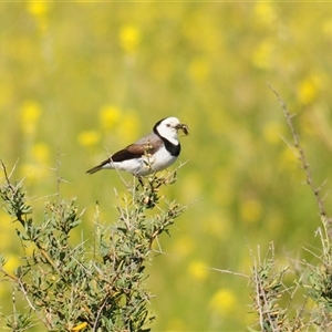 Epthianura albifrons (White-fronted Chat) at Euabalong, NSW by Harrisi