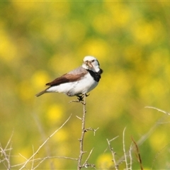 Epthianura albifrons at Euabalong, NSW - 18 Sep 2024