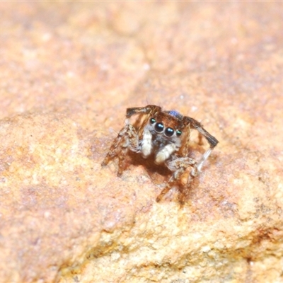 Maratus chrysomelas (Variable Peacock Spider) at O'Connor, ACT - 23 Sep 2024 by Harrisi