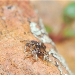 Maratus chrysomelas at O'Connor, ACT - 23 Sep 2024