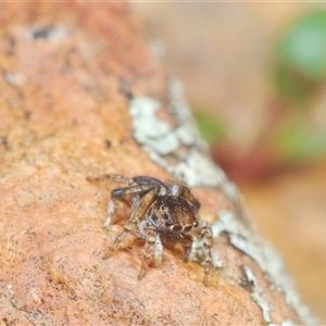 Maratus chrysomelas at O'Connor, ACT - 23 Sep 2024