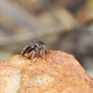 Maratus chrysomelas at O'Connor, ACT - 23 Sep 2024