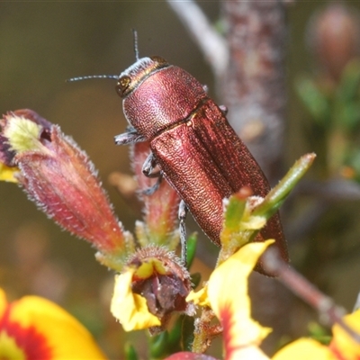 Melobasis propinqua (Propinqua jewel beetle) at O'Connor, ACT - 23 Sep 2024 by Harrisi