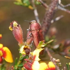 Melobasis propinqua at O'Connor, ACT - 23 Sep 2024 12:56 PM