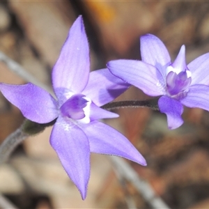 Glossodia major at O'Connor, ACT - suppressed