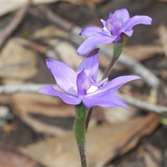 Glossodia major at O'Connor, ACT - suppressed