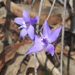 Glossodia major at O'Connor, ACT - suppressed