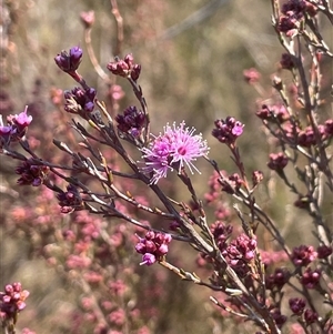 Kunzea parvifolia at Mount Fairy, NSW - 23 Sep 2024 01:07 PM