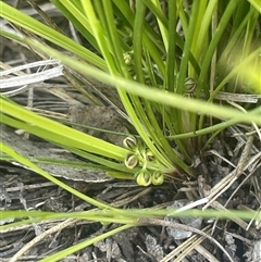 Lomandra filiformis subsp. coriacea (Wattle Matrush) at Mount Fairy, NSW - 23 Sep 2024 by JaneR