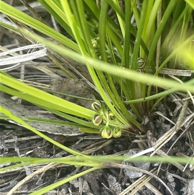 Lomandra filiformis subsp. coriacea (Wattle Matrush) at Mount Fairy, NSW - 23 Sep 2024 by JaneR
