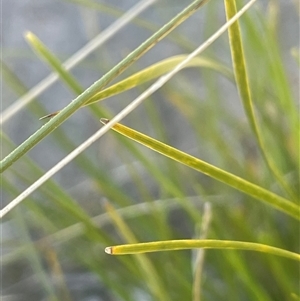 Lomandra filiformis subsp. coriacea at Mount Fairy, NSW - 23 Sep 2024