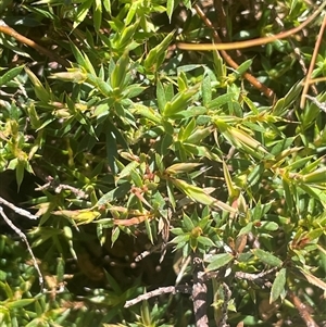 Styphelia humifusum at Mount Fairy, NSW - 23 Sep 2024 12:15 PM