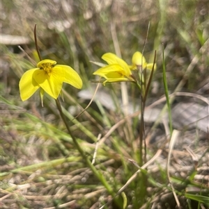 Diuris chryseopsis at Mount Fairy, NSW - suppressed