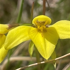 Diuris chryseopsis at Mount Fairy, NSW - suppressed