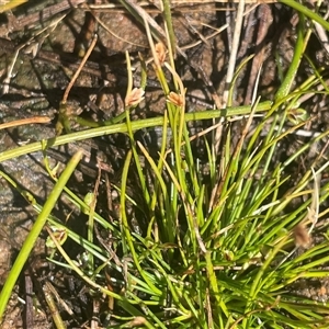 Isolepis levynsiana at Mount Fairy, NSW - 23 Sep 2024