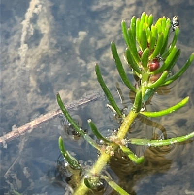 Myriophyllum simulans (Water Milfoil) at Mount Fairy, NSW - 23 Sep 2024 by JaneR