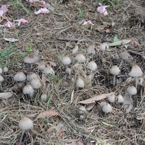 Coprinellus etc. at Conder, ACT - 6 Feb 2024