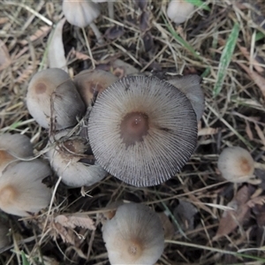 Coprinellus etc. at Conder, ACT - 6 Feb 2024