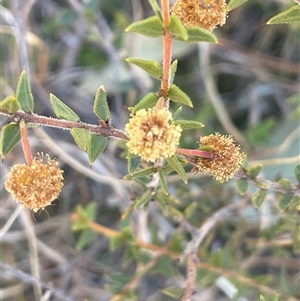 Acacia gunnii at Mount Fairy, NSW - 23 Sep 2024