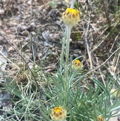 Leucochrysum albicans subsp. albicans (Hoary Sunray) at Mount Fairy, NSW - 23 Sep 2024 by JaneR